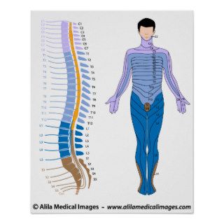 Spinal cord and dermatome map posters