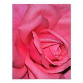 Floral Pink Rose Garden Flower Bloom Art Photo
