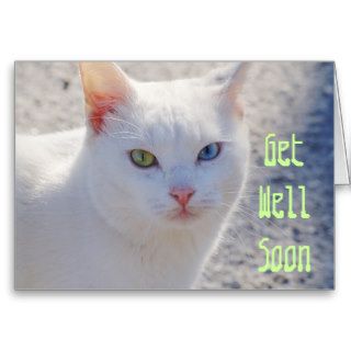 Get Well, White cat, green eye & blue eye Cards
