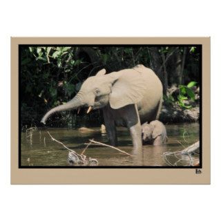 (enhanced) African forest elephants, Congo Posters