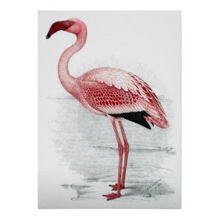 C G Finch Davies Flamingo Posters