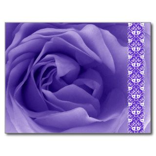 PURPLE Close Up of a Frilly Rose Post Cards
