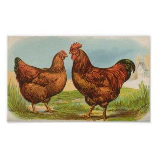 Graham   Rhode Island Red Chickens Posters