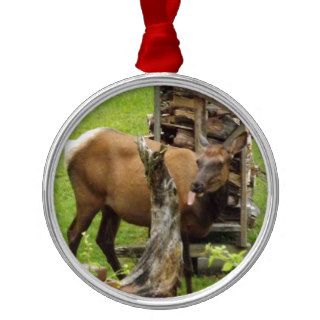 Elk Cow at the Salt Lick Photograph Christmas Tree Ornaments