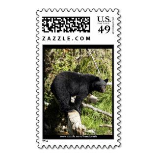"Balancing Act" Black Bear gifts Stamps