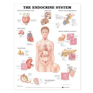 The Endocrine System Anatomical Chart (9781587790157): Anatomical Chart Company: Books