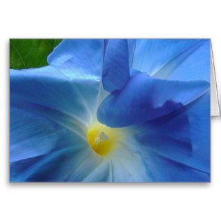 MORNING GLORY  Greetings card