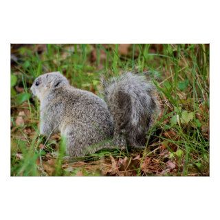 DelMarVa Peninsula Fox Squirrel Print