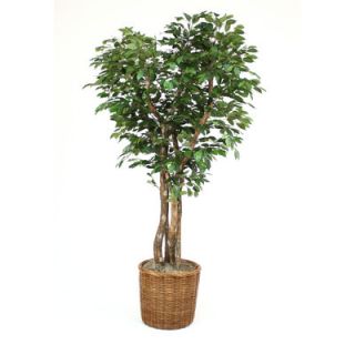 Distinctive Designs 84 Canopy Ficus Tree in X Large Stained Tree