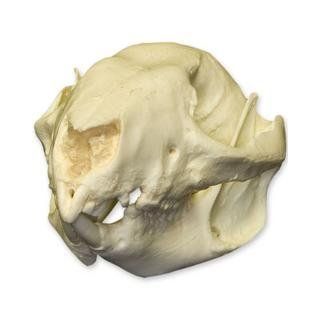 Rufous Rat Kangaroo Skull (Teaching Quality Replica)