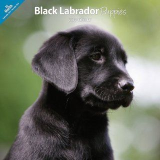 Black Labrador Puppies 2014 Wall Calendar : Pet Memorial Products : Pet Supplies