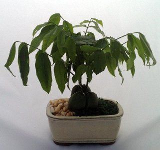 Lucky Bean Bonsai Plant   Rectangle Glazed Ceramic Pot : Tree Plants : Patio, Lawn & Garden