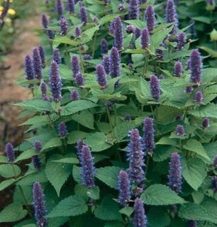 Herb Anise Hyssop D933A (Purple) 100 Organic Seeds by David's Garden Seeds : Basil Plants : Patio, Lawn & Garden