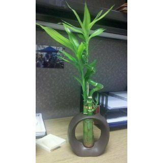 9GreenBox   Live Spiral 3 Style Lucky Bamboo Plant Arrangement with Ceramic Vase Brown  Live Indoor Bamboo Plants  Grocery & Gourmet Food