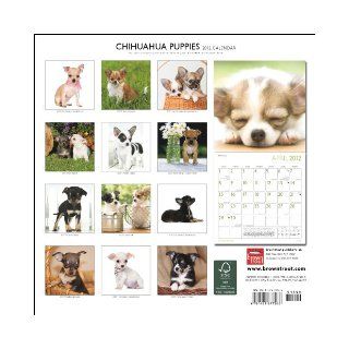 Chihuahua Puppies 2012 Square 12X12 Wall Calendar: BrownTrout Publishers Inc: 9781421677286: Books
