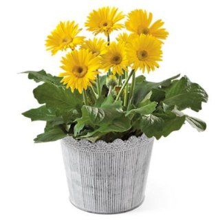 Gerbera Daisy Plant Gift   Gift Baskets & Fruit Baskets   Harry and David : Fresh Flowers And Live Indoor Plants : Grocery & Gourmet Food