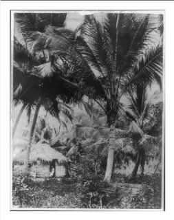 Historic Print (M): [San Juan, Puerto Rico, and vicinity, 1901 1903: coconut palms]  