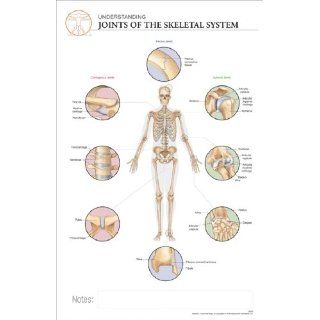 11 x 17 Post It Anatomical Chart: JOINTS OF THE HUMAN SKELETAL SYSTEM: Industrial & Scientific