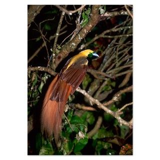 Raggiana Bird of Paradise (Para Invitations by ADMIN_CP_GETTY35497297