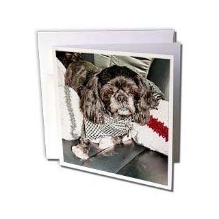 gc_54779_2 Jos Fauxtographee Realistic   An Adorable House Pet Shiatsu Dog in The Back Seat of Car After Having Been Groomed in a Scarf   Greeting Cards 12 Greeting Cards with envelopes : Blank Greeting Cards : Office Products
