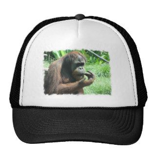 Orangutan Ape Baseball Hat