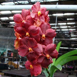 AC164 Orchid Plant Ascda Bigness X Ascda Korb fah '4N': Grocery & Gourmet Food