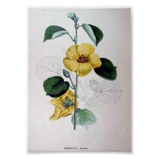 Vintage Botanical Art Hibiscus hamabo Poster