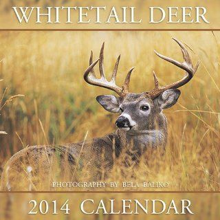 Whitetail Deer 2014 Wall Calendar : Office Products