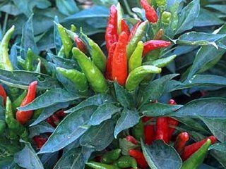 Ein extrem scharfes Chili mit Ursprung in Thailand   Thai hot chili   10 Samen Garten