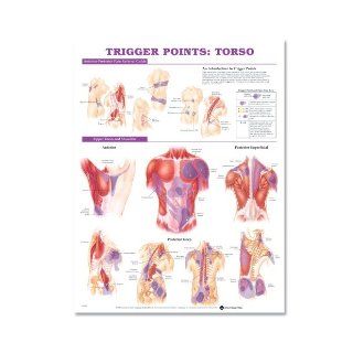 Trigger Points: Torso: Anatomical Chart Company: 9781587798627: Books