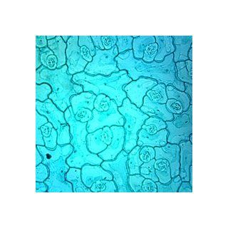 Dicot Leaf Epidermis, w.m. Microscope Slide: Industrial & Scientific