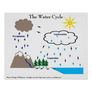 The water cycle poster