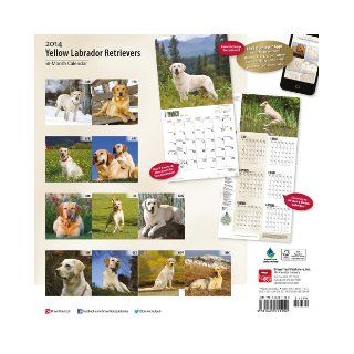Yellow Labrador Retrievers Calendar: Inc Browntrout Publishers: 9781465011152: Books