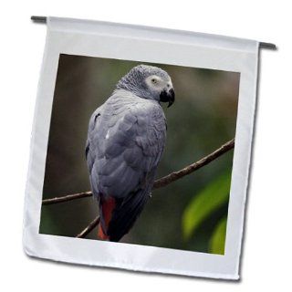 3dRose fl_83574_1 African Gray Parrot Tropical Bird Na02 Aje0248 Adam Jones Garden Flag, 12 by 18 Inch  Outdoor Flags  Patio, Lawn & Garden
