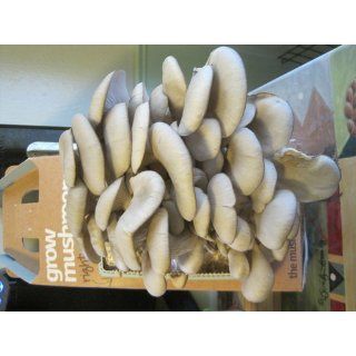 Back To The Roots Mushroom Kit : Mushrooms And Truffles : Grocery & Gourmet Food