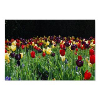 Flower Garden Poster