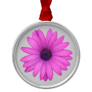 Pink Osteospermum and Transparent Background Christmas Ornaments