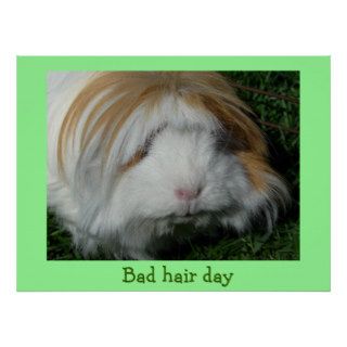 guinea pig, Bad hair day Print