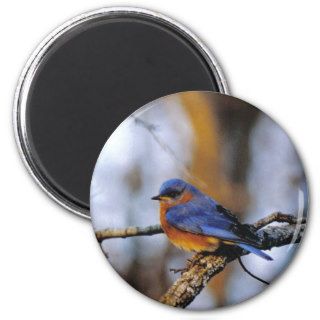 Missouris Bird Magnet
