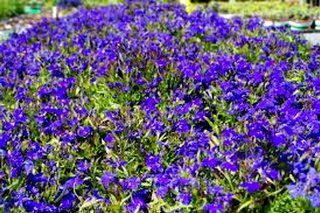 1 oz. LOBELIA~HeRb~Attracts Love & Halts Storms  Herb Plants  Patio, Lawn & Garden