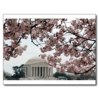 Cherry Blossom Washington DC Post Card