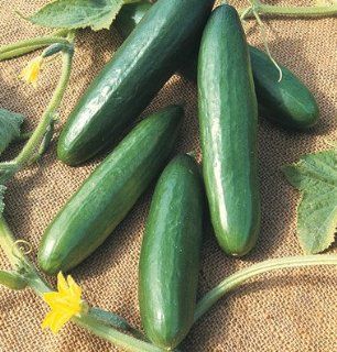 Cucumber Diva D2198 (Green) 25 Seeds by David's Garden Seeds : Vegetable Plants : Patio, Lawn & Garden