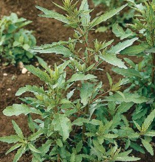 Herb Epazote D782 (Green) 500 Organic Seeds by David's Garden Seeds : Herb Plants : Patio, Lawn & Garden