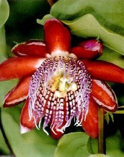Perfumed Passion Flower 8 Seeds/Seed  Passiflora alata Garden, Lawn, Supply, Maintenance : Lawn And Garden Spreaders : Patio, Lawn & Garden