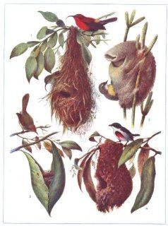 BIRDS: Wonderful birds nests. Sunbird. Tailor  bird. (Hutchinson); print 1927  