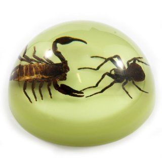 4" Fighting Scorpion & Spider Dome Paperweight: Toys & Games