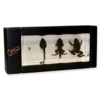 Life Cycle of Frogs in Acrylic Block: Industrial & Scientific