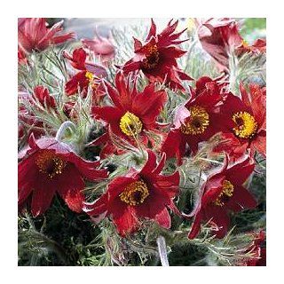 Red Cloak Pasque Flower 15 Seeds   Shade Perennial : Flowering Plants : Patio, Lawn & Garden