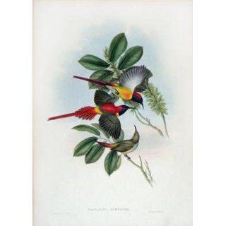 Art: Nectarinia Ignicauda (Fiery tailed Sun Bird) : Lithography : John Gould