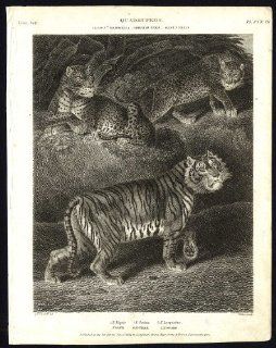 Antique print NATURAL HISTORY TIGER PANTHER LEOPARD Rees 1820   Etchings Prints